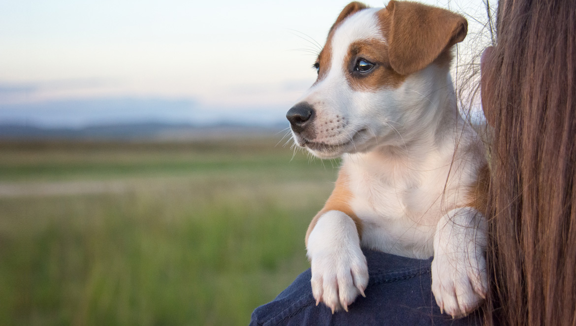 dog looking at field