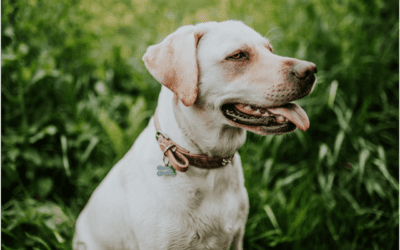 Learn about Ways to Prepare for Your Pet’s Passing