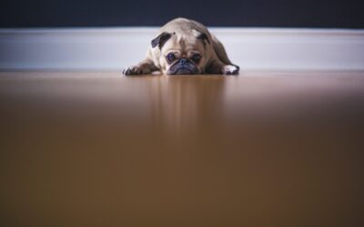 Five Useful Strategies to Help Your Pet Cope with Anxiety